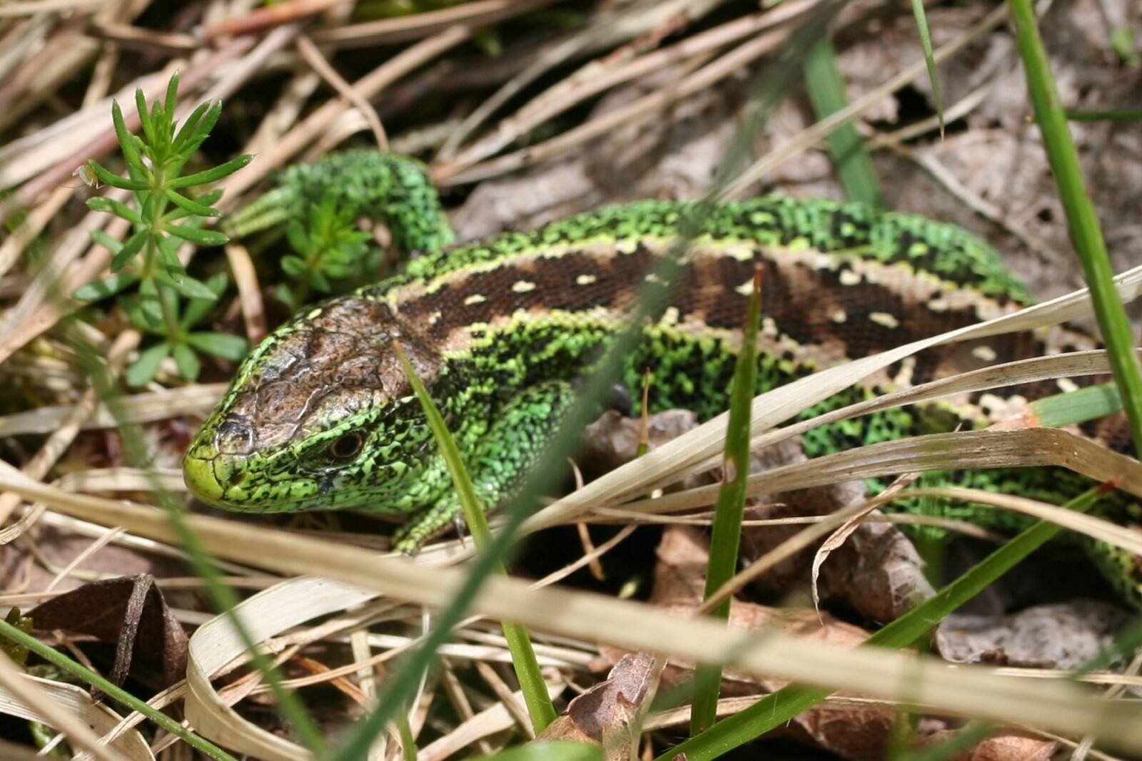 Lacerta_agilis-05_xndr